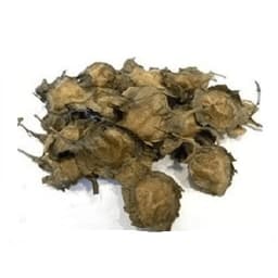 RK Seeds Red Sandalwood Seeds , Red Sandel , Lal Chandan , Pterocarpus santalinus Seeds , Redsandal Tree Seeds , Red Sandalwood tree Seeds plantation 1