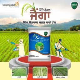 Coromandel Xenga Pyrazosulfuron Ethyl 10% WP Herbicide, Pre And Early Post-Emergence, Effective Control Weed In Crops 2