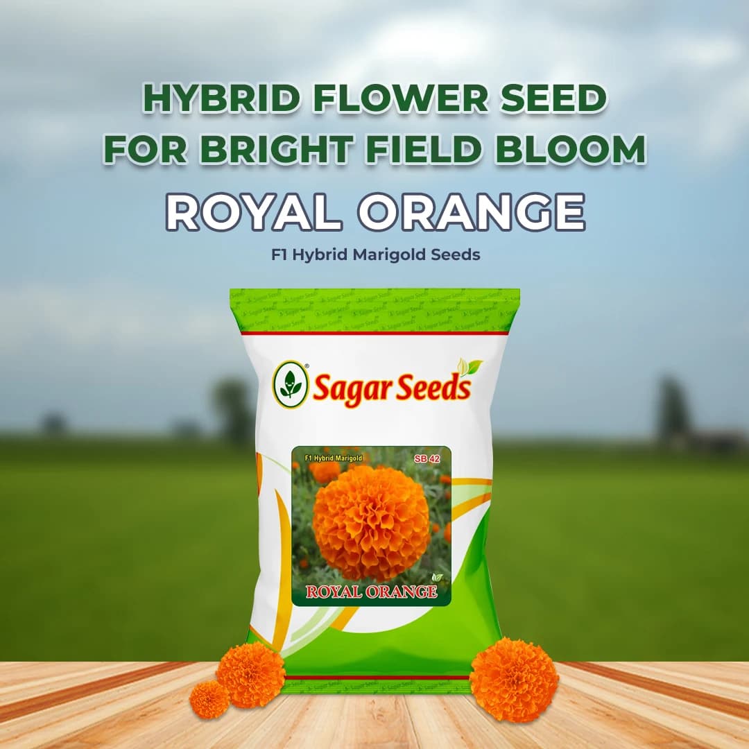 Sagar Royal Orange F1 Hybrid Marigold Seeds, Genda Ke Beej For Garden Plants - Image 2