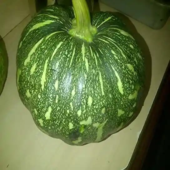 Jivit JS Giant Pumpkin Seeds - Kaddu Seeds
