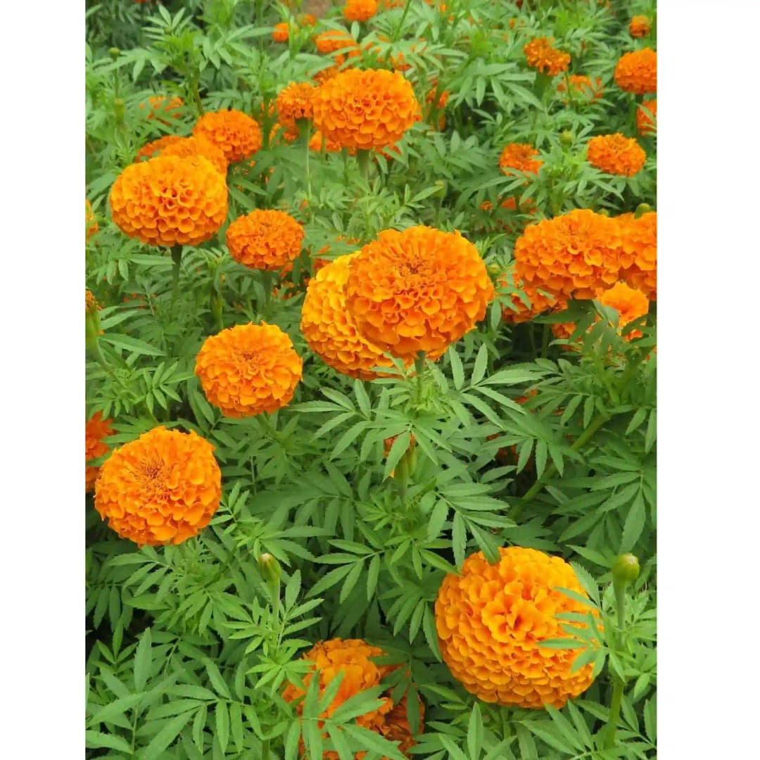 Indus Sweet Orange F1 Hybrid Marigold Seeds, High Purity and Best In Germination - Image 3