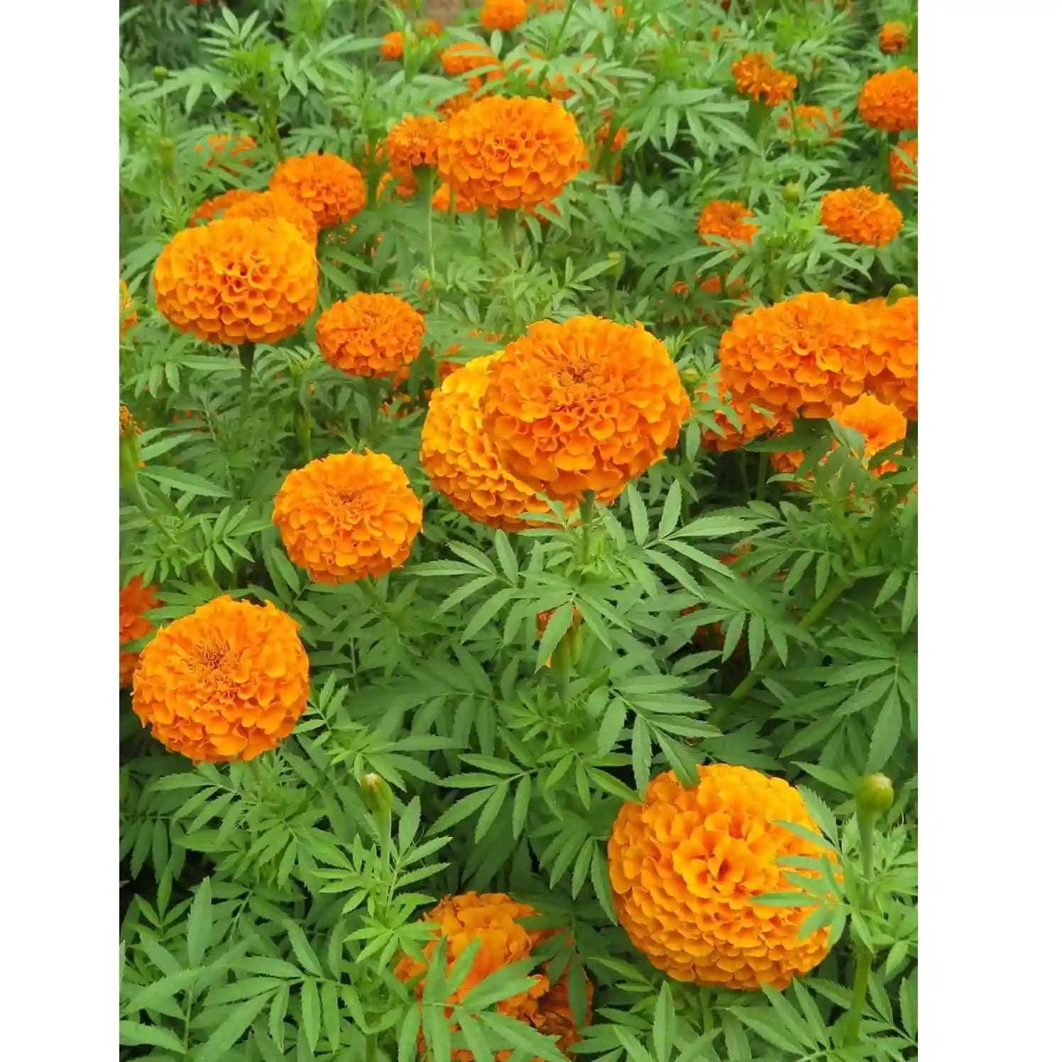 Indus Sweet Orange F1 Hybrid Marigold Seeds, High Purity and Best In Germination - Image 3