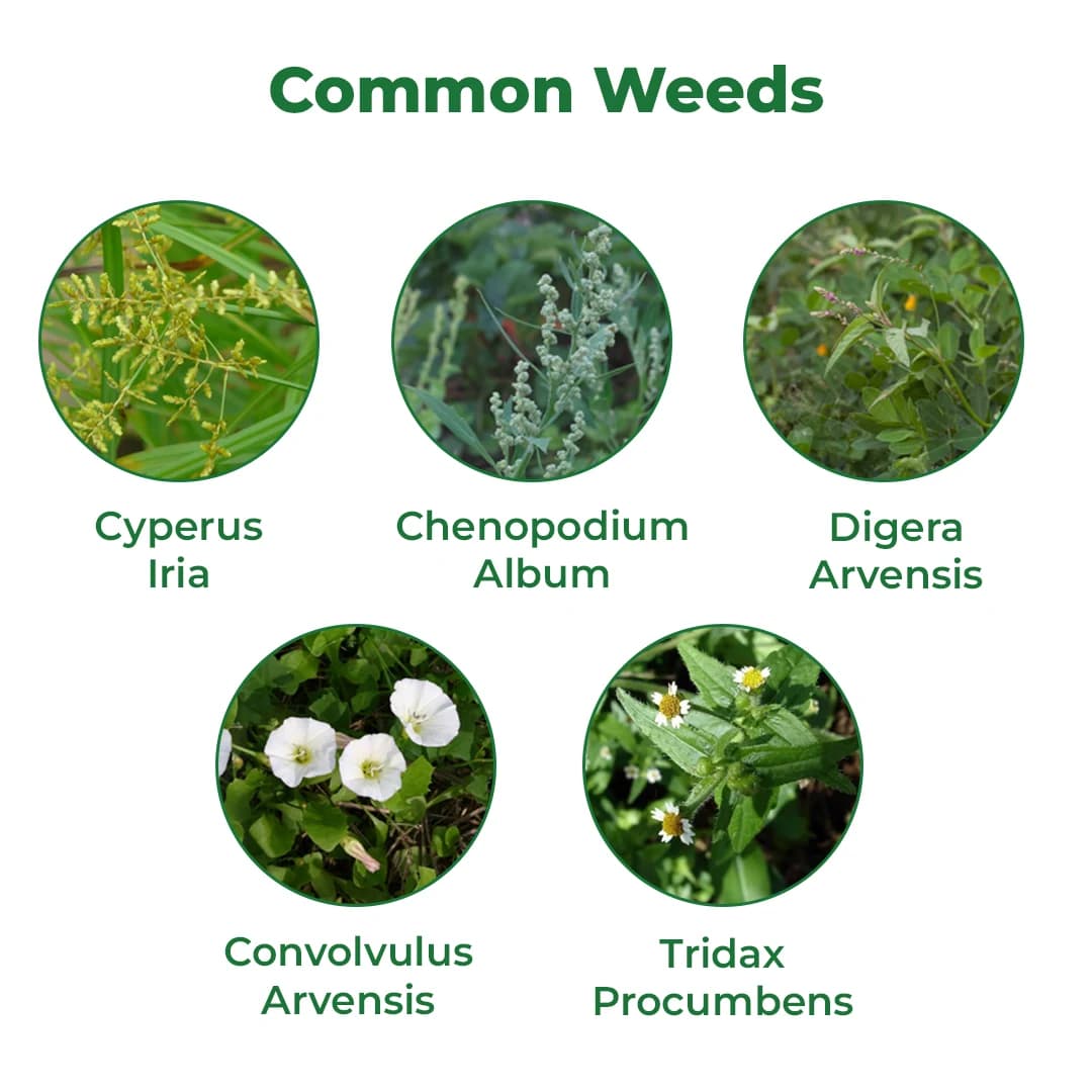 HPM Heera 44 - 2,4-D Ethyl Ester 38% EC, Belongs To Phenoxy Carboxylic Acid, Wide Spectrum Weedicide - Image 3