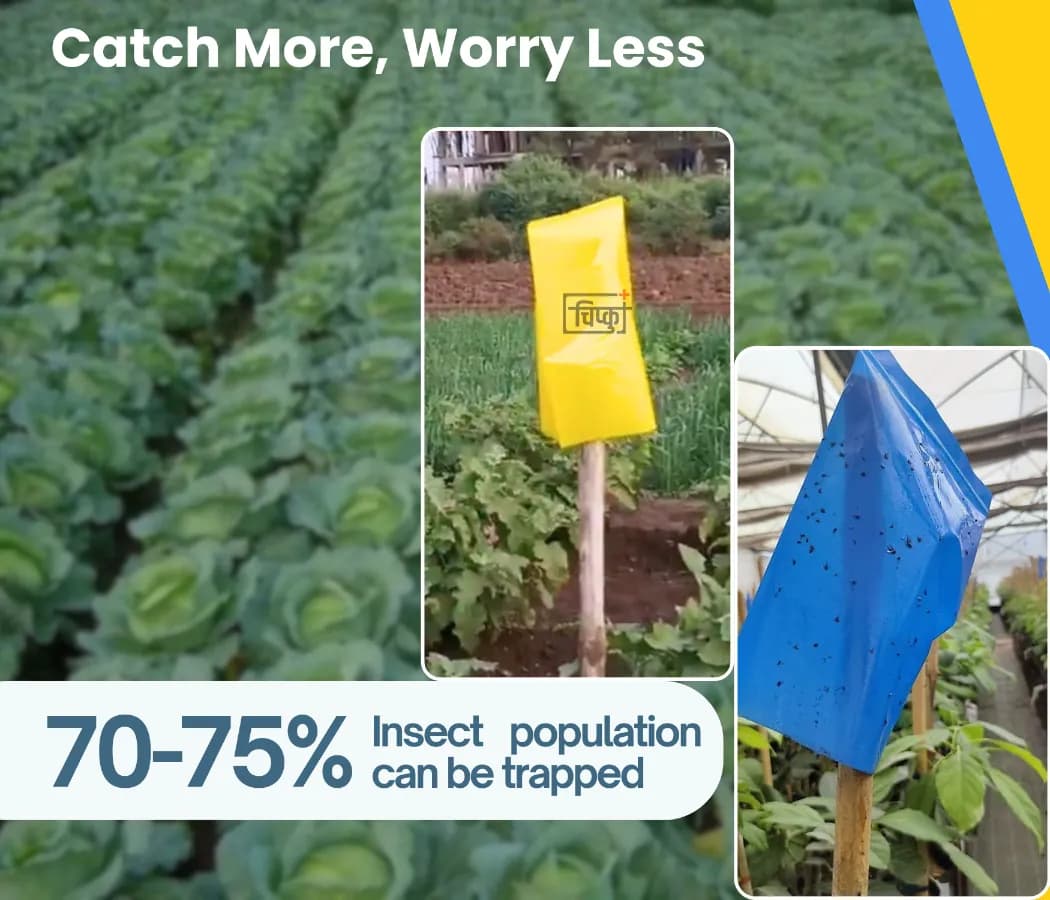 चिपकू - गम बैग, स्टिकी ट्रैप्स, DIY पैक, गम बोतल, येलो & ब्लू पॉलीबागस, कीटों को पकड़ने के लिए उपयोगी - Image 4