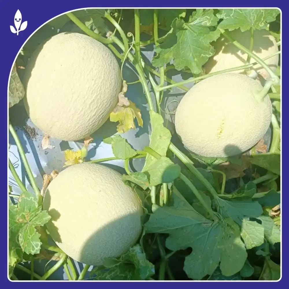 Sagar 403 F1 Hybrid Muskmelon Seeds, High Yield, Sweet And Aromatic With Disease Resistance - Image 3