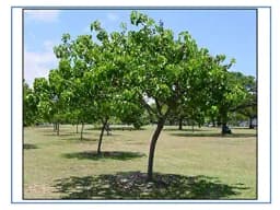 RK Seeds- Thespesia populnea, Pacific rosewood seeds - Shisham tree seeds (Thespesia populnea seeds),Pacific rosewood seeds 4