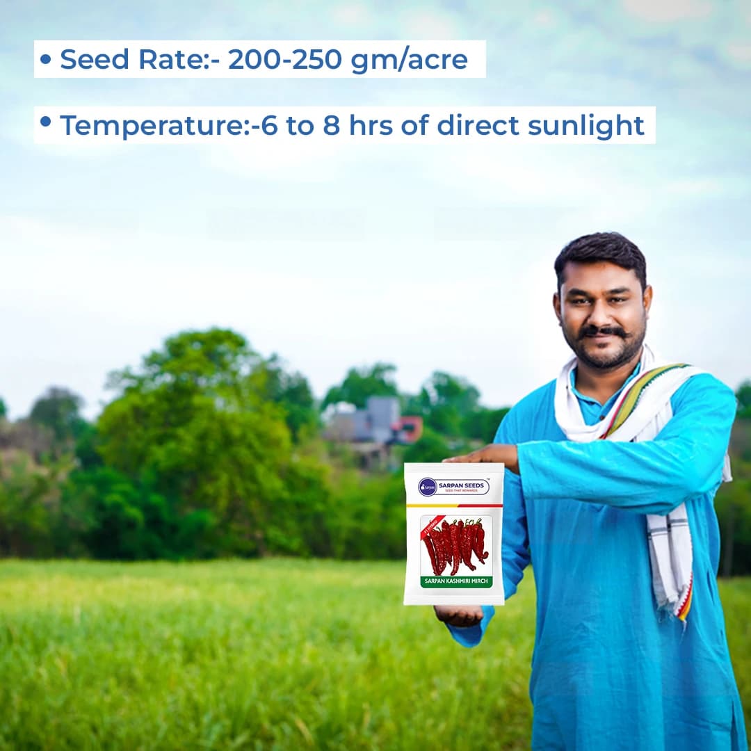 Sarpan Hybrid F1 Kashmiri Mirch Seeds , Kashmiri Mirch ke Beej, Best Quality. - Image 5