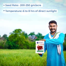 Sarpan Hybrid F1 Kashmiri Mirch Seeds , Kashmiri Mirch ke Beej, Best Quality. 5