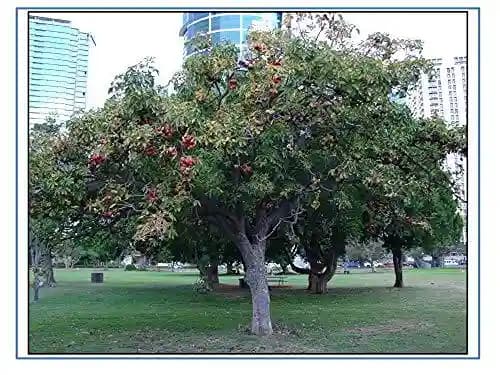 RK Seeds - Sterculia Foetida Seeds Ornamental Flower Seeds - Java Olive, Peon, Poon Tree, Sterculia Nut, Bastard Poon Tree,Sterculia foetida planting - Image 3