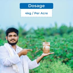 Katyayani Chloro GR Chlorpyriphos 10% GR Insecticide, For Effective Control of Soil-Borne Insects In Various Crops 5