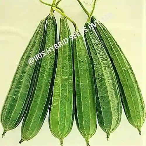 Iris Hybrid Vegetable Seeds F1 Hybrid RIdge Gourd Max001, Attractive Green Color, Vigorous Plant - Image 3