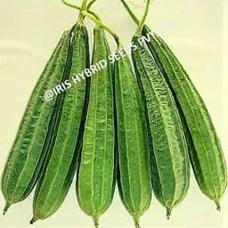 Iris Hybrid Vegetable Seeds F1 Hybrid RIdge Gourd Max001, Attractive Green Color, Vigorous Plant 3