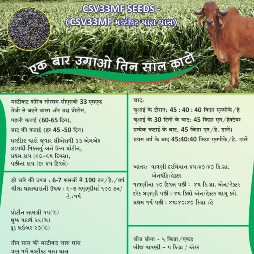 Dhyanarsh CSV33MF Sorghum Seeds, Fodder Seeds, Multi-Cut, Fast Growth Variety - Image 2