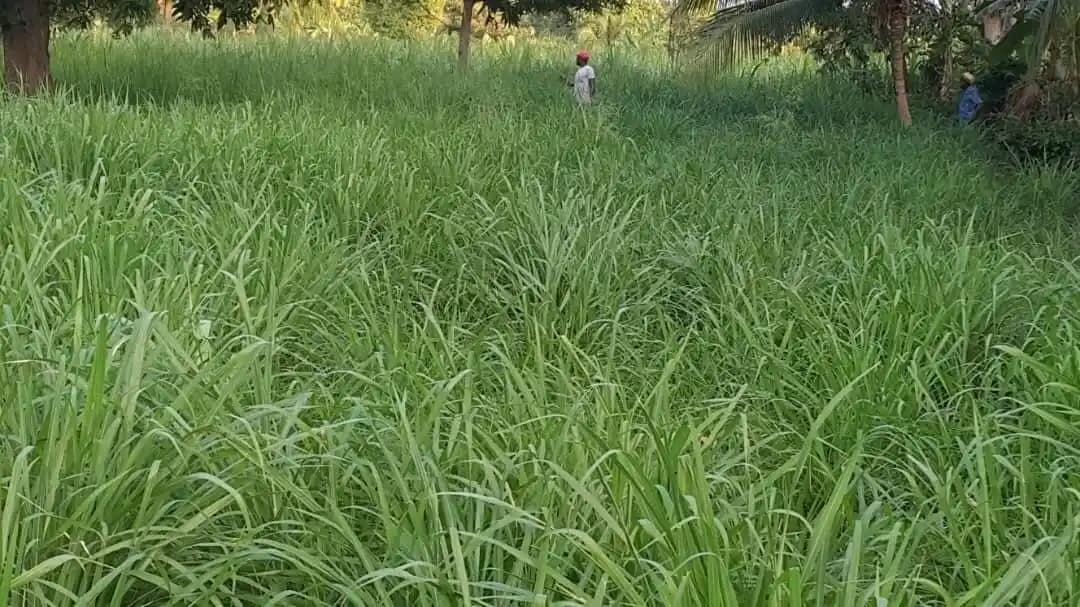 CSV 33 MF-Anant - Multicut Fodder Grass - Image 9