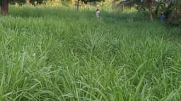 Sri Sai Forestry CSV-33 MF Anant Fodder Grass Seeds, High Yield Multi Cut Grass Seed 5