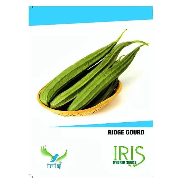 Iris Hybrid Vegetable Seeds Ridge Gourd, Turai Ke Beej, Turia Seeds, Excellent Germination, (15 Seeds) - Image 1