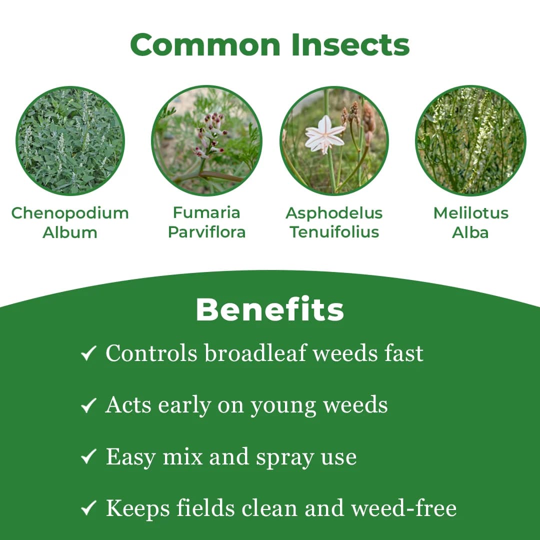 एडामा 2,4-डी मेन अमाइन सॉल्ट 58% एसएल खरपतवारनाशी, चयनात्मक प्रणालीगत पोस्ट-एमर्जेंस खरपतवारनाशी - Image 3