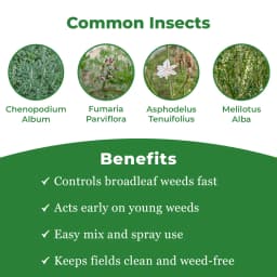 एडामा 2,4-डी मेन अमाइन सॉल्ट 58% एसएल खरपतवारनाशी, चयनात्मक प्रणालीगत पोस्ट-एमर्जेंस खरपतवारनाशी 3