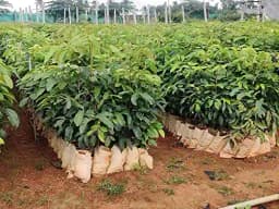 Sri Sai Forestry African Mahogany Tree Seeds, Swetania Mahogani Plant Seed 5