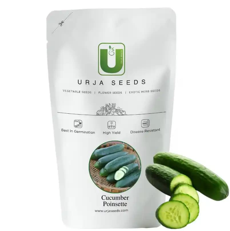 Urja Seeds Cucumber Poinsett , Excellent Slicing Cucumber, Cylindrical Fruits - Image 1