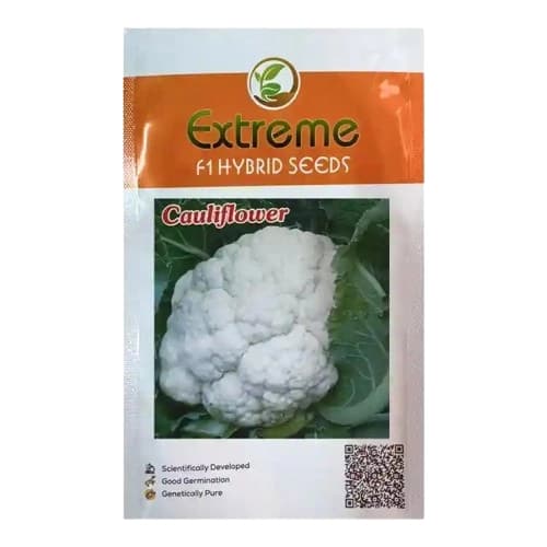 Extreme Rohini F1 Hybrid Cauliflower Seeds, Best In Germination, White Curd Color - Image 1