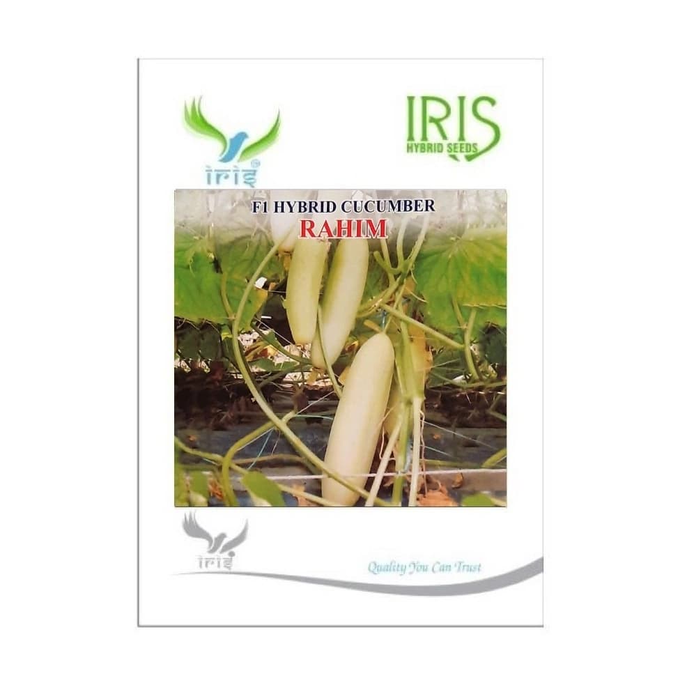 Iris Rahim F1 Hybrid Cucumber Seeds, Early Maturity, High Yield And Heat Tolerant Variety - Image 1