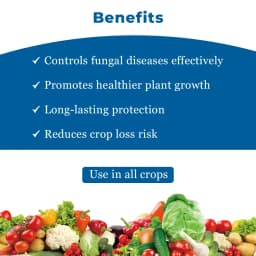 Biostadt ROKO Thiophanate Methyl 70% WP Fungicide, Broad Spectrum, Enhances Plant Growth And Yields 3