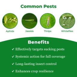 EBS Proton Acetamiprid 20% SP Systemic Insecticide, Best Used for Cotton, Vegetable, And Fruit Crops 3