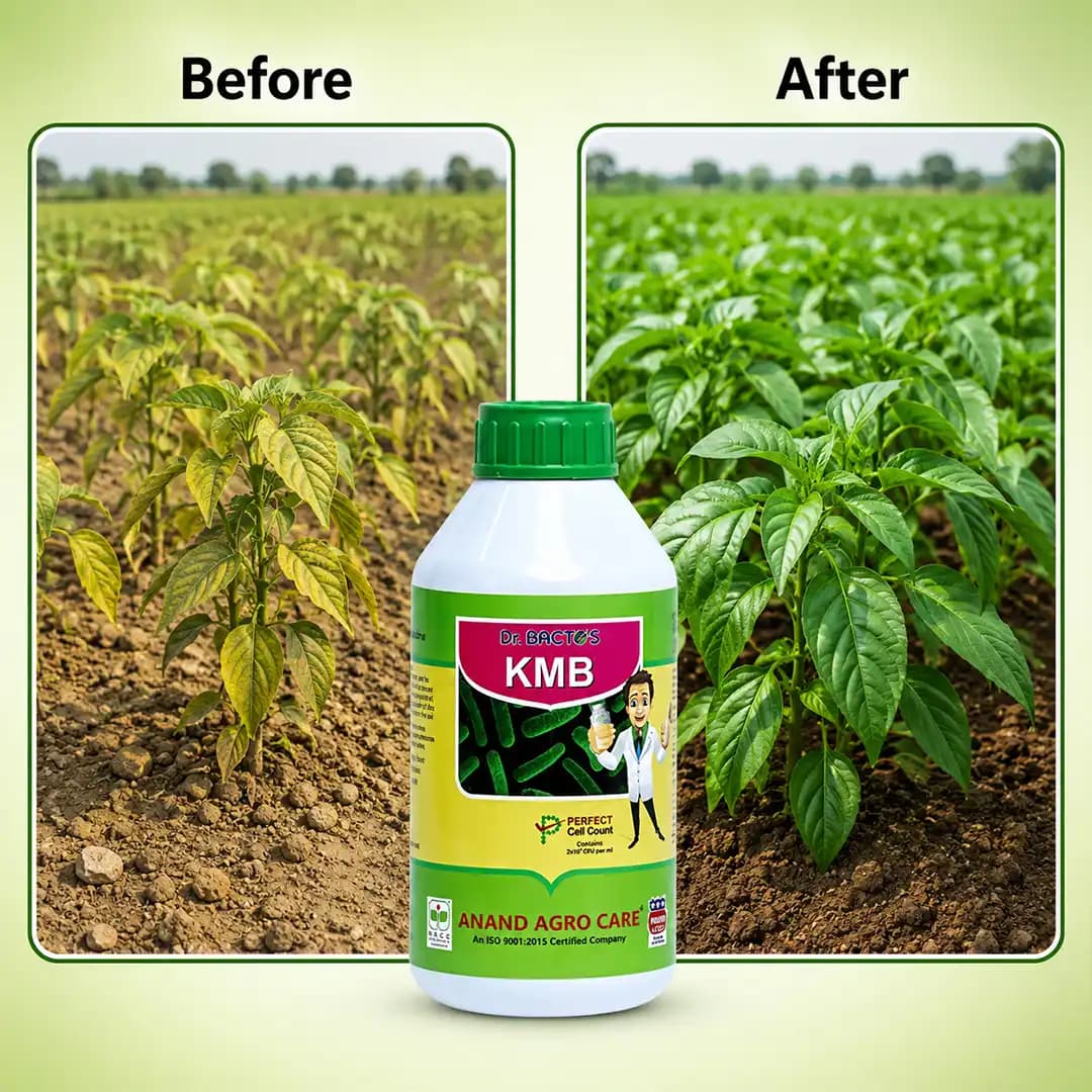 ಡಾ. ಬ್ಯಾಕ್ಟೋಸ್ KMB, ಪೊಟ್ಯಾಶ್ ಮೊಬಿಲೈಜಿಂಗ್ ಬ್ಯಾಕ್ಟೀರಿಯಾ, ಬೆಳೆಯ ರೋಗ ನಿರೋಧಕ ಶಕ್ತಿಯನ್ನು ಹೆಚ್ಚಿಸುತ್ತದೆ - Image 6