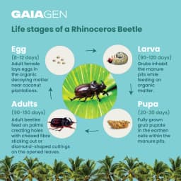 Gaiagen RB Lure Combo , Pheromone Lure For Rhinoceros Beetle Outdoor Plants (Oryctes Rhinoceros) and Insect Bucket Trap, IMO Certified. 5