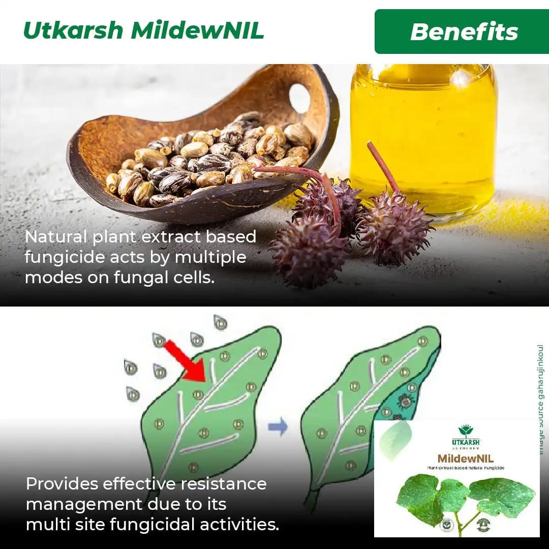 Utkarsh MildewNIL Plant Extract Based Natural Fungicide For Powdery And Downy Mildew - Image 3