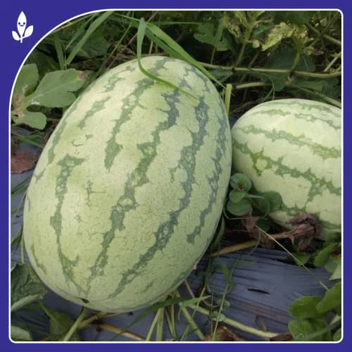 Sagar Turbo F1 Hybrid Watermelon, High Yield, Disease Resistance, Strong And Vigorous Growth - Image 3