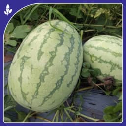 Sagar Turbo F1 Hybrid Watermelon, High Yield, Disease Resistance, Strong And Vigorous Growth 3
