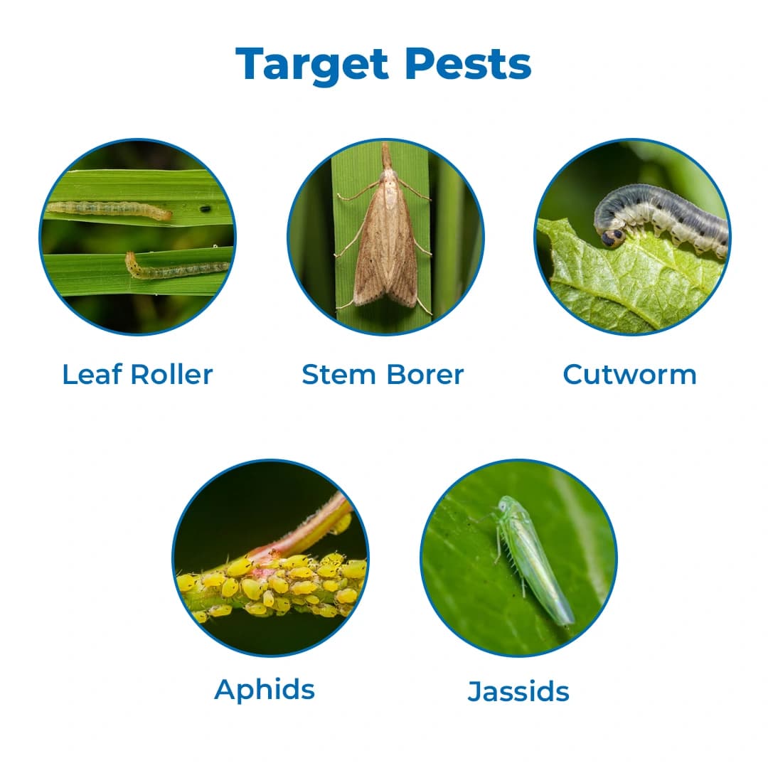 Agriventure Chlor (Chlorpyriphos 20% Ec) Insecticides, Effective Termiticide. - Image 3