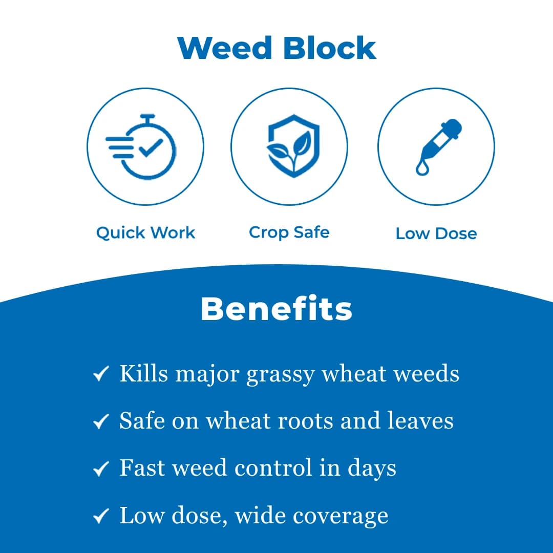 Parijat Rubah Clodinafop Propargyl 15% WP, Post Emergent Herbicide, Best For Wheat Crop. - Image 3