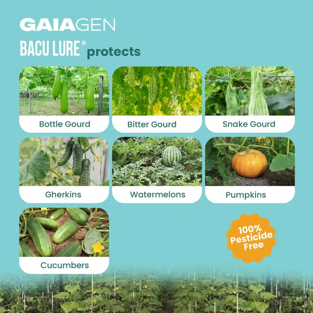 Gaiagen Pheromone Lure For Melon Fly (Bactrocera Cucurbitae) And Insect Fly Trap, IMO Certified. - Image 3