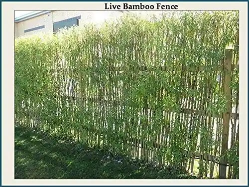 RK Bambusa Arundinacea (Bamboo Seeds)