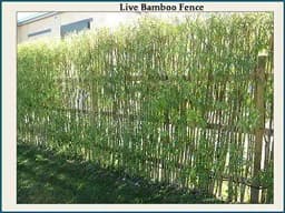 RK Seeds Bamboo Seeds , Bambusa Arundinacea, Indian Thorny Bamboo,Bambusa bambos seeds, Giant Thorny Bamboo,Indian Thorny Bamboo,clumping bamboo seeds 3