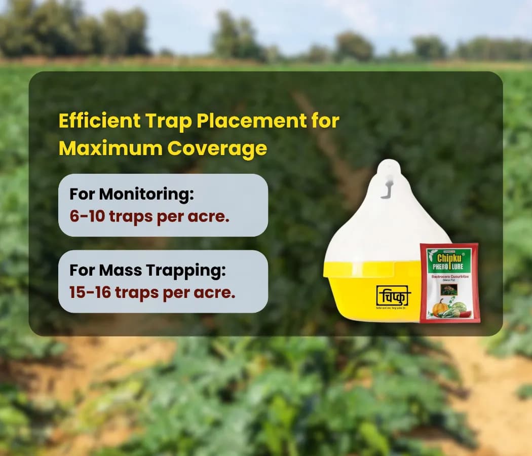 Chipku Pheromone Mac Phill or Max Plus Trap With Melon Fly Lure (Bactrocera Cucurbitae) Weather Proof Long Lasting, For Melons, Cucumber, Tomato. - Image 7