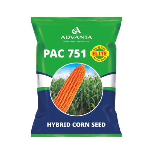 Advanta PAC 751 ELITE F1 Hybrid Maize Seeds, Suitable For Kharif And Rabi Seasons