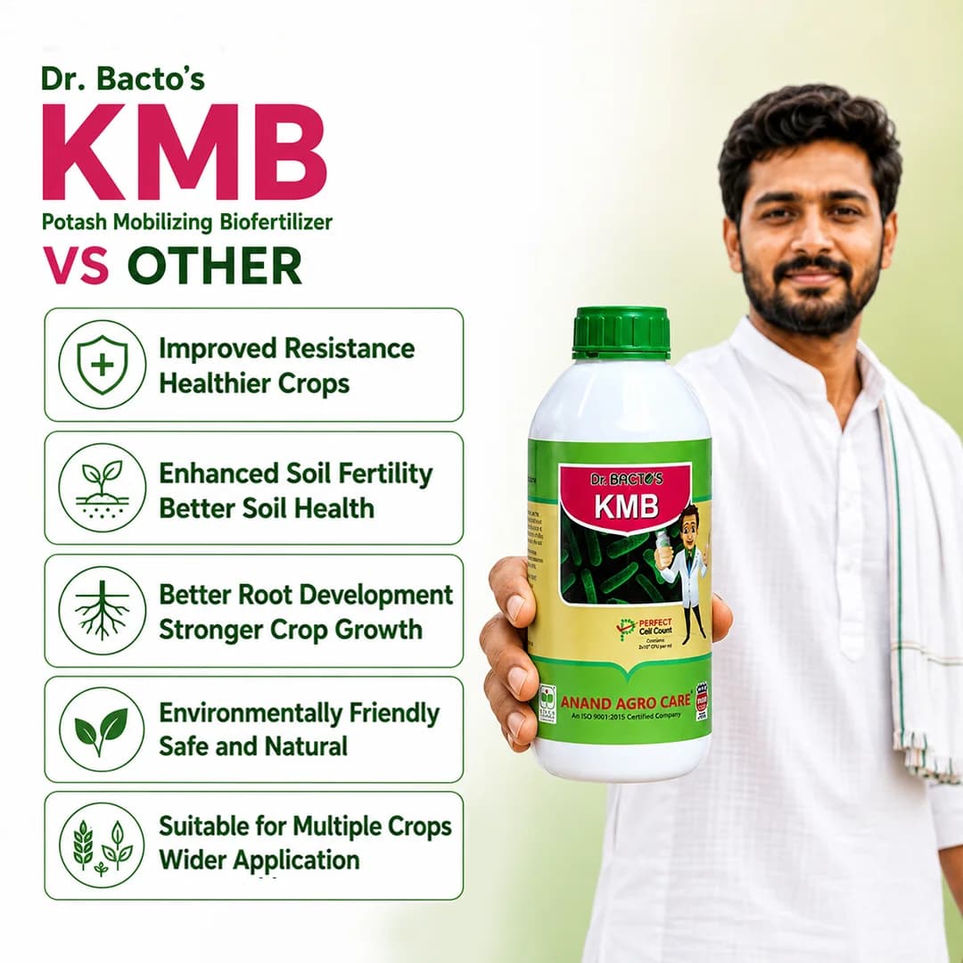 ಡಾ. ಬ್ಯಾಕ್ಟೋಸ್ KMB, ಪೊಟ್ಯಾಶ್ ಮೊಬಿಲೈಜಿಂಗ್ ಬ್ಯಾಕ್ಟೀರಿಯಾ, ಬೆಳೆಯ ರೋಗ ನಿರೋಧಕ ಶಕ್ತಿಯನ್ನು ಹೆಚ್ಚಿಸುತ್ತದೆ - Image 7