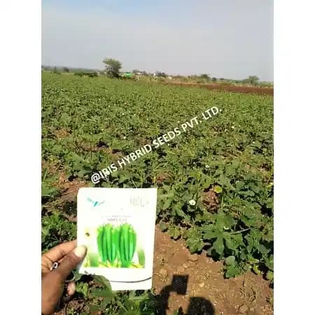 Iris Hybrid Vegetable Seeds F1 Hybrid Okra (Bhindi) Shivani, Attractive Green Color, Good Tolerance - Image 1