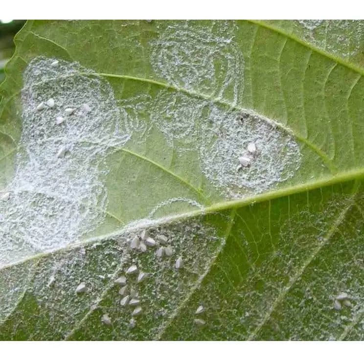 Ramcides Theme Acetamiprid 20% SP Insecticide, Effective For Whitefly And Sucking Pest Control For All Plants - Image 4