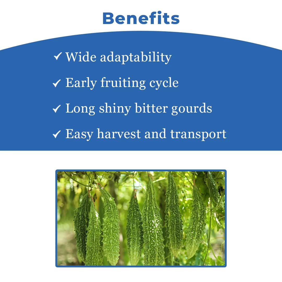 Jivit F1 Hybrid JS 666 Bitter Gourd Seeds. Heavy Yielding Green Coloured Fruit. - Image 4