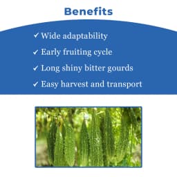 जिवित एफ1 हाइब्रिड जेएस 666 करेले के बीज। भारी उपज देने वाला हरे रंग का फल। 4