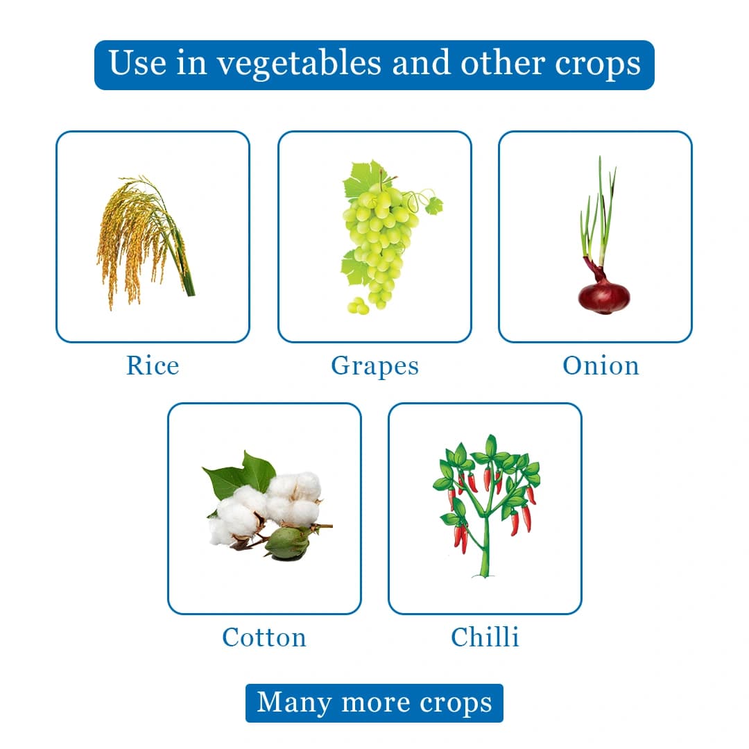 Bayer Jump WG - Fipronil 80 WG (80% ww) Used To Control Insects, Effective in controlling stem borer and leaf folder in rice - Image 4