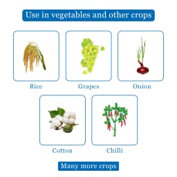 Bayer Jump WG - Fipronil 80 WG (80% ww) Used To Control Insects, Effective in controlling stem borer and leaf folder in rice 4