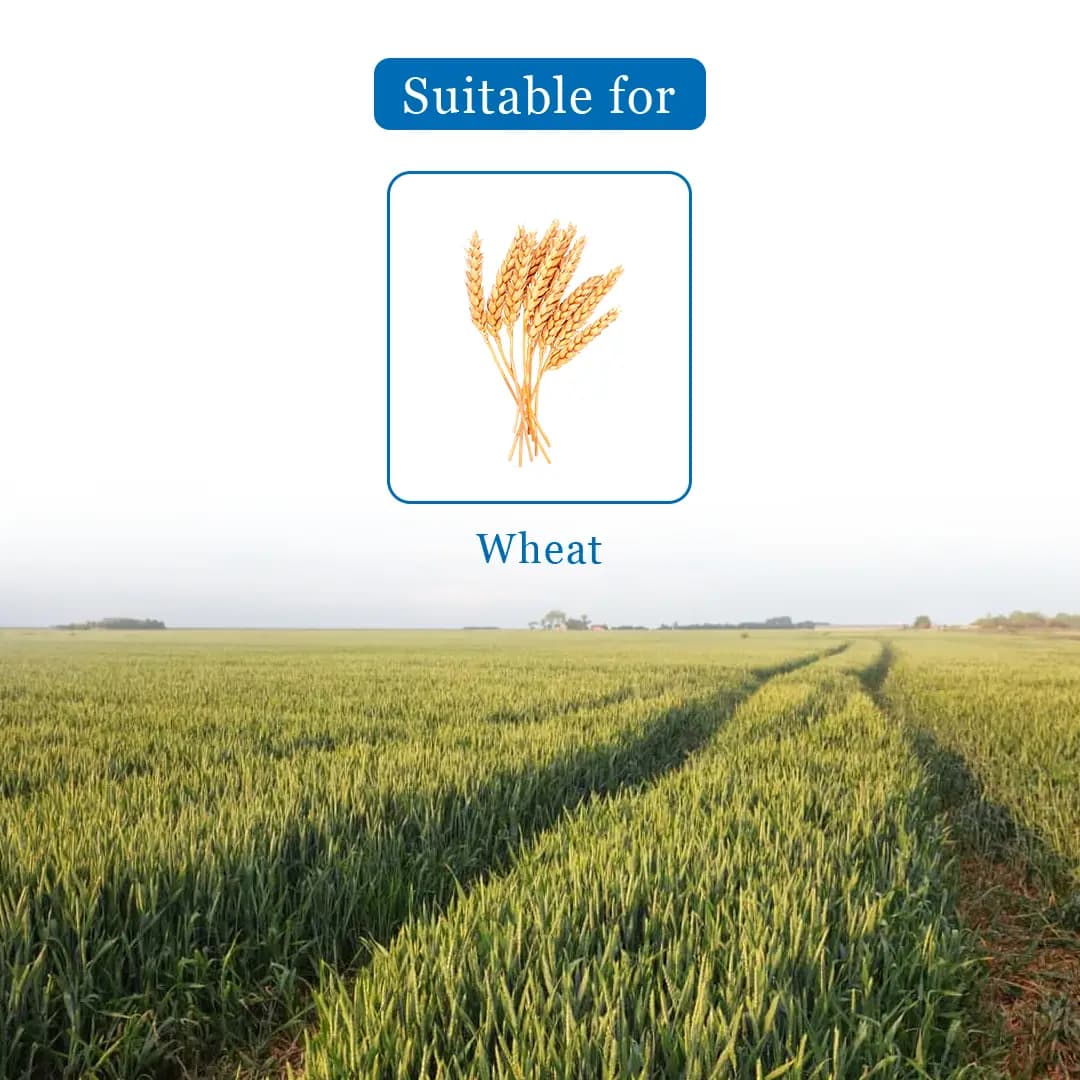Parijat Rubah Clodinafop Propargyl 15% WP, Post Emergent Herbicide, Best For Wheat Crop. - Image 4