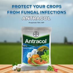 Bayer Antracol Propineb 70% WP, A Contact, Systemic Fungicide with Broad-Spectrum Activity 2