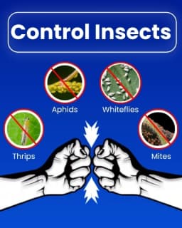 Katyayani Ozil Spiromesifen 22.9% SC Insecticide, Advanced Chemical for Targeted Pest Management 3